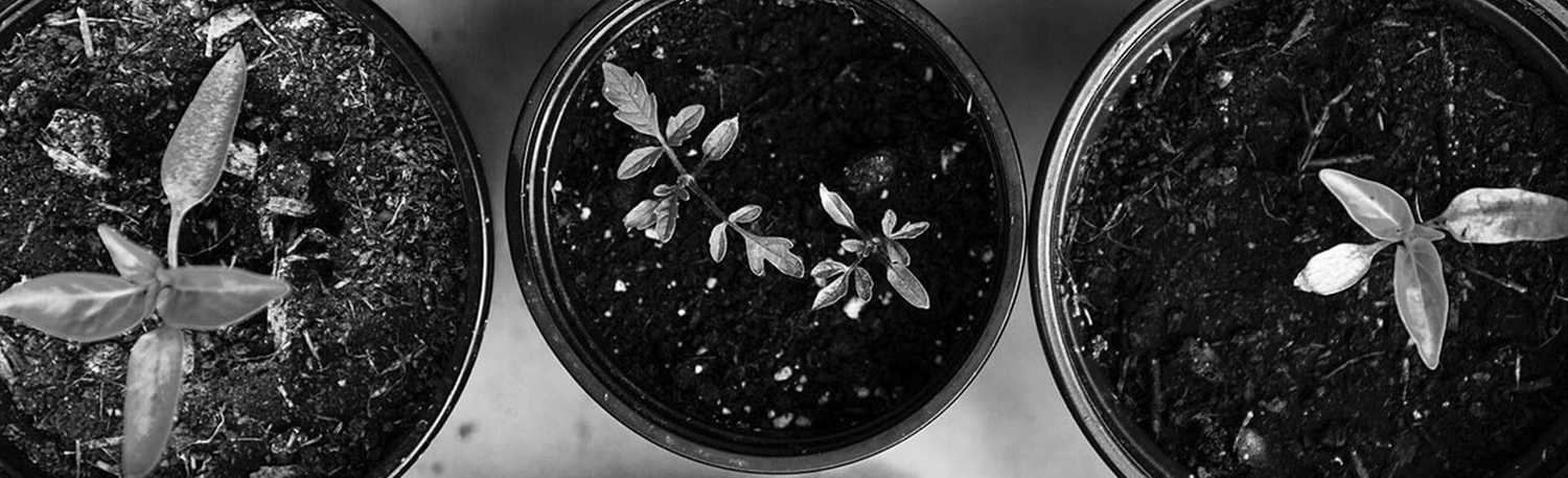 Multilingual customer support