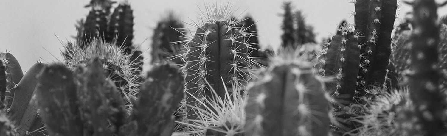 Translation of texts and articles