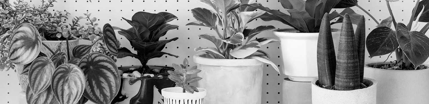 Language localisation of the content