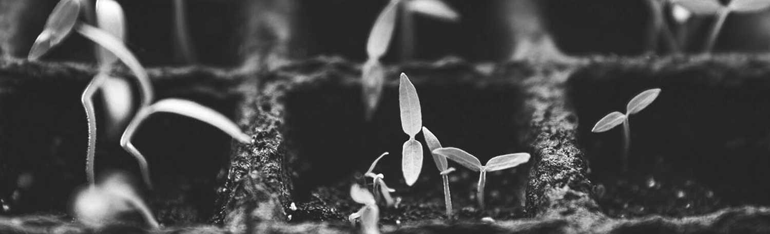 Product descriptions for the marketplace